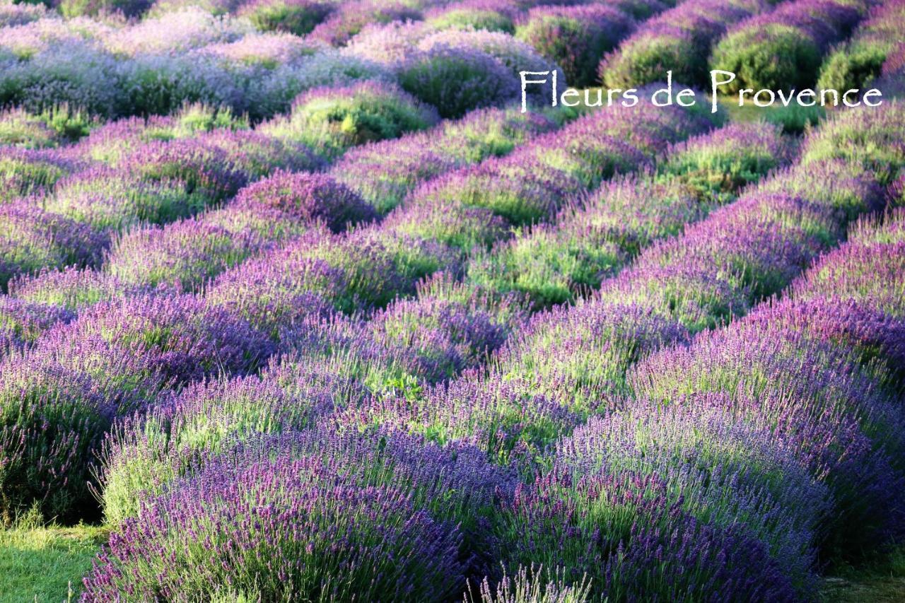 Fleurs De Provence Apartment L'Isle-sur-la-Sorgue Bagian luar foto